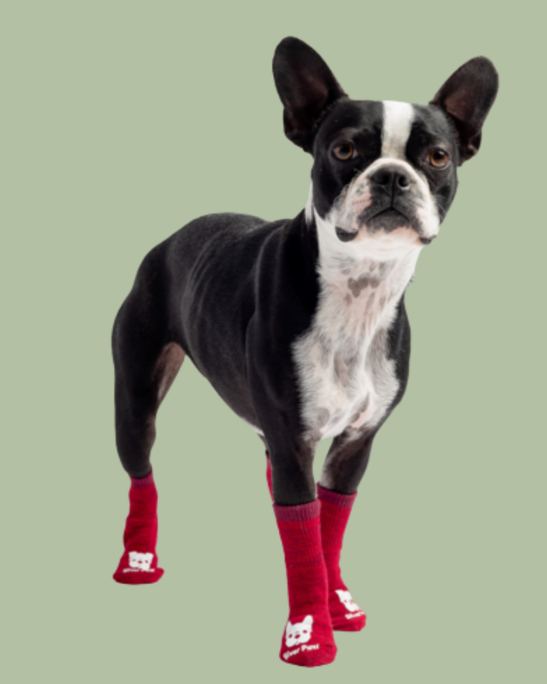CozyPaws Red