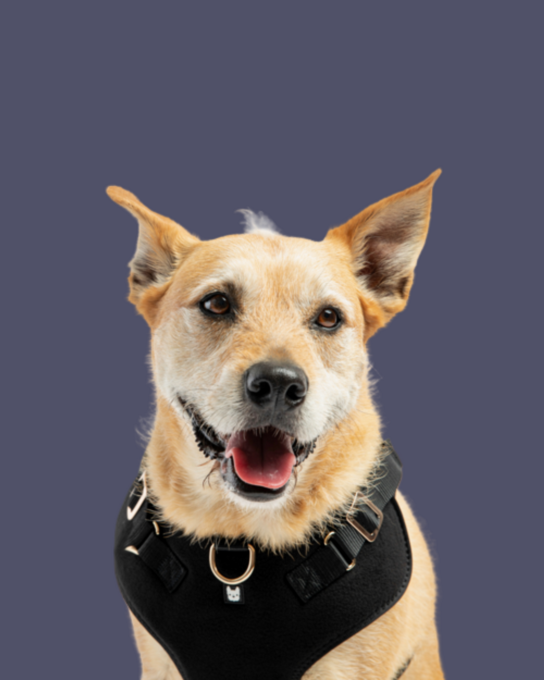 Dark Matter Harness